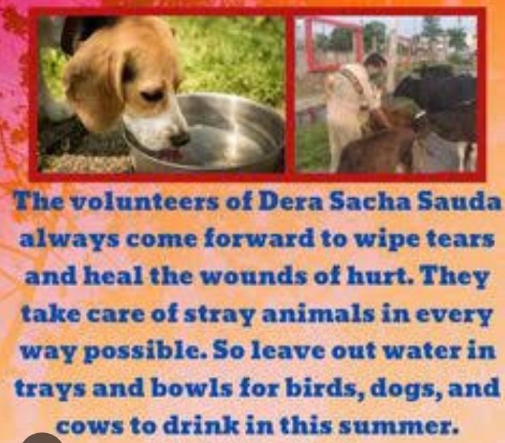 It's disheartening to see stray animals suffering due to various reasons in everyday life. A little help from our side can make the life of stray animals safe, happy and healthy.  
#AnimalWelfare
#AnimalAid
#KindToAnimals
#CareForAnimals
#DeraSachaSauda 
#BabaRamRahiminsan