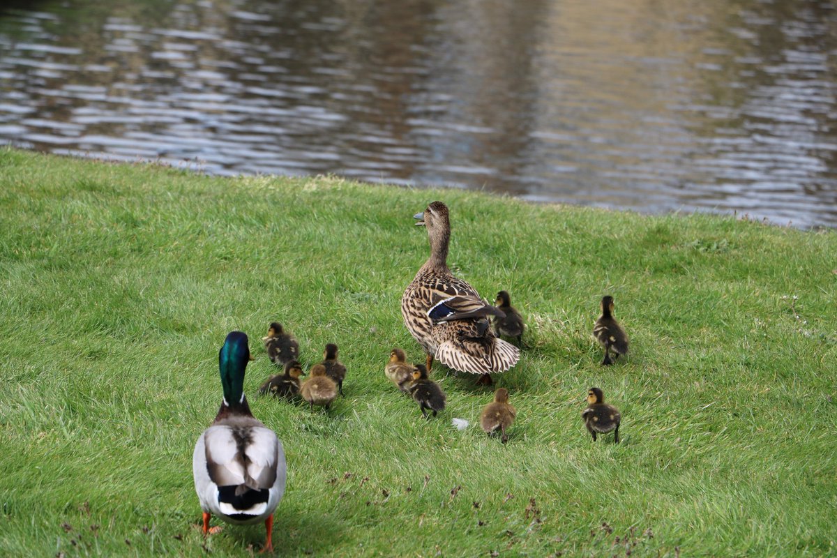 #KonradLorenz 
#imprinting delle oche: che tipo, quel ragazzino austriaco! 'seduto sull'erba e, per ottenere che gli anatroccoli  selvatici mi seguissero, avevo incominciato a spostarmi rimanendo accucciato per terra  [...]
Some beautiful #Ducklings