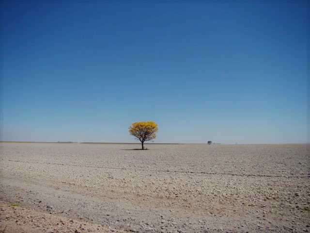 Em cinco décadas, destruiram mais da metade de um bioma que existe há 65 milhões de anos.