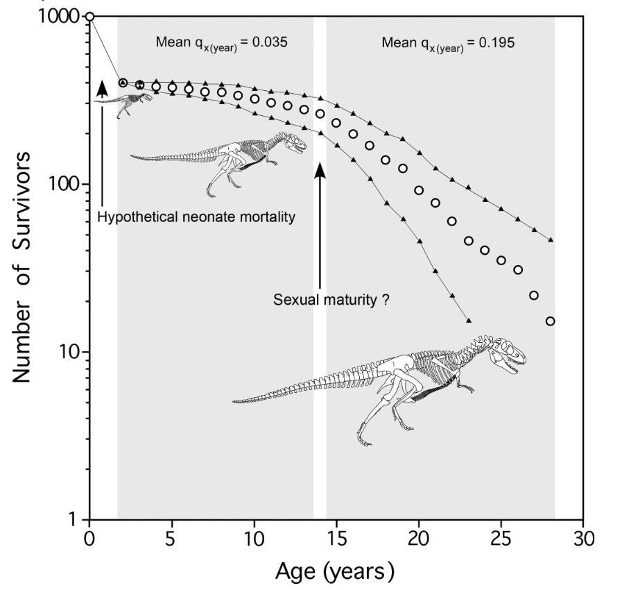 Asking students to construct a survivorship curve of Albertosaurus, then design a management plan & hunting regulations assuming the plot of #JurassicWorld is real, is perhaps my favorite quiz question I've ever written 🦖Figure from Erickson et al. 2010 #dinosaurs