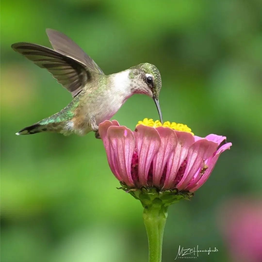 Nice Hummingbird ❤️❤️❤️