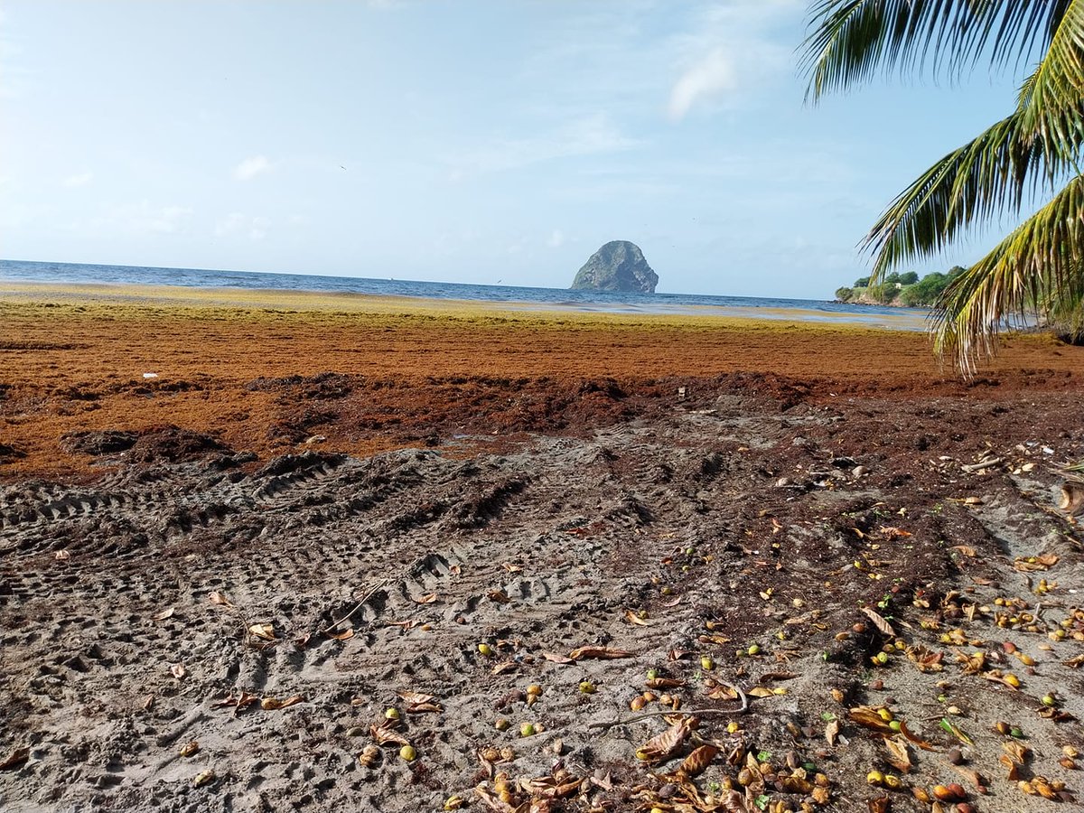 SargaMonitoring's tweet photo. 26/07/2023 #Martinique - Le Diamant

Plus de photos, Previsions, Infos &amp; Cartes Officielles
ICI --> https://t.co/lxnqFu8ZLz

#sargassum #sargasso #sargazo #sargasse #sargassi #algues #algea #seaweed #sargassumbelt #sargassummonitoring https://t.co/ALGS2RmwtU
