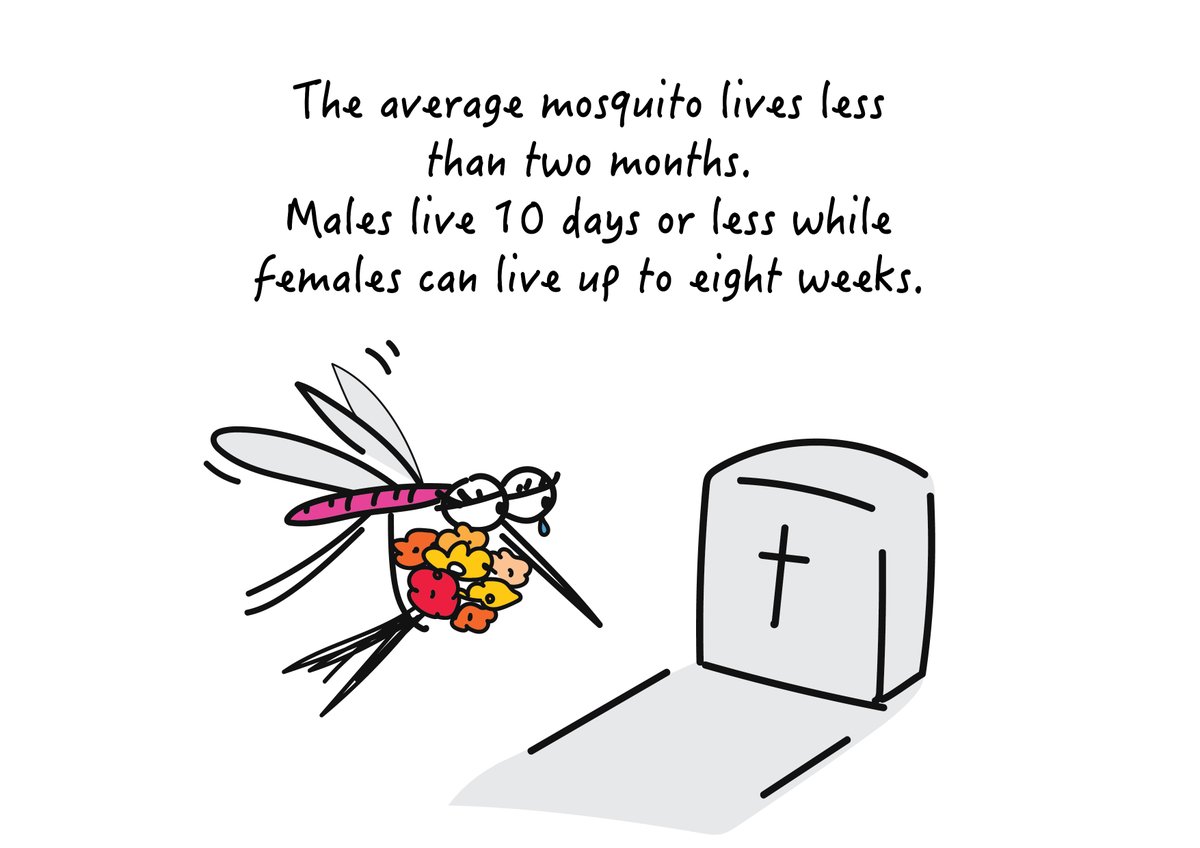 #DidYouKnow the lifespan of an average #mosquito is less than two months? It's true! Males typically live for 10 days or less, while females can live up to 8 weeks. Of course, that's assuming we don't get them first! Enjoy your weekend! #funfactfriday