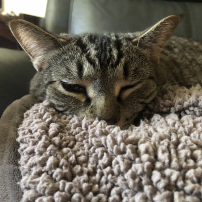 CoachHillGACS's tweet photo. #NewProfilePic https://t.co/7fXiO8s4El