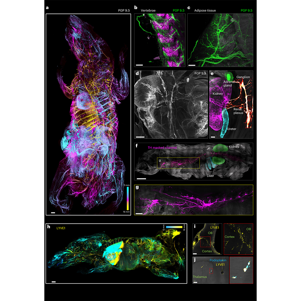 NaturePortfolio's tweet photo. A paper in @NatureBiotech introduces wildDISCO, a new approach for whole-body immunolabeling, optical clearing and imaging in mice. https://t.co/UwTIiUYP4B https://t.co/iWUUia7xBQ