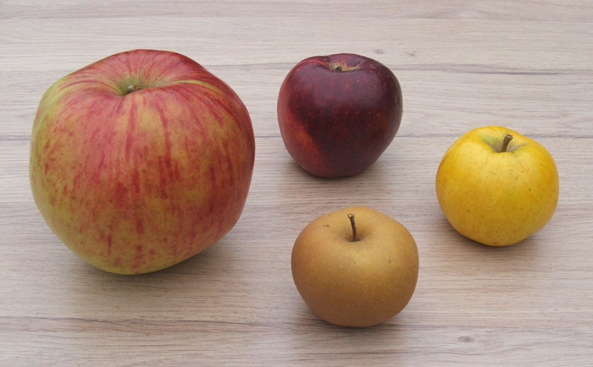 Workshop - How to identify apples

Saturday 9th September 2023, Norfolk

An introduction to the essentials of apple identification
applesandorchards.org.uk/product/how-to…
#TraditionalOrchards #Fruit