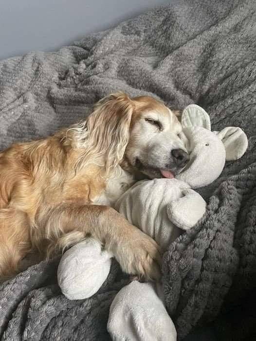 Tweets of Dogs tweet media