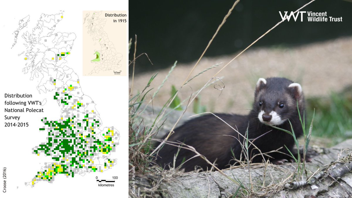 Polecats went into severe decline in the 19th Century in Britain and were extinct across much of Britain by 1915.
Thanks to a stronghold in Wales, the population is slowly recovering and expanding back into its former range across Wales and England.
#WalesNatureWeek