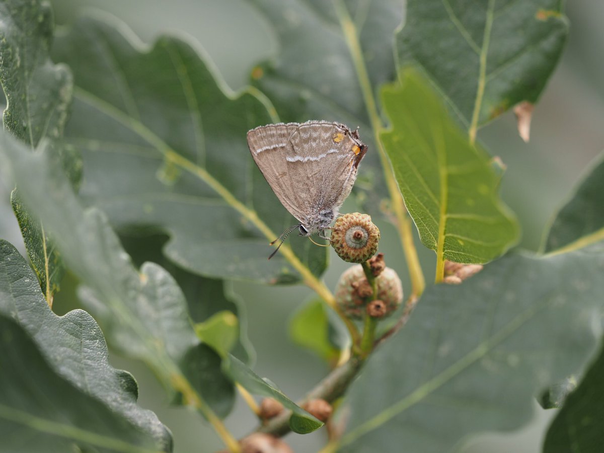 RichEd1969's tweet photo. Finally a Purple Hairstreak comes down to near ground level to feed. 1 of 17 species of butterflies seen around the folly in Roundhay Park this week.@BC_Yorkshire @TropWorldLeeds https://t.co/3AtrKCDpe3