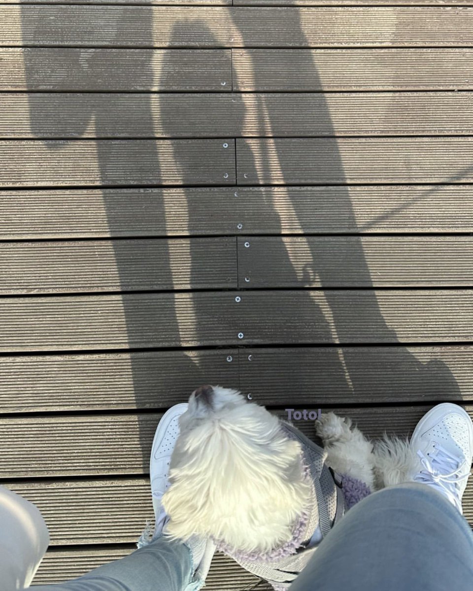 좋은 아침이야, 토토! 🐩💜