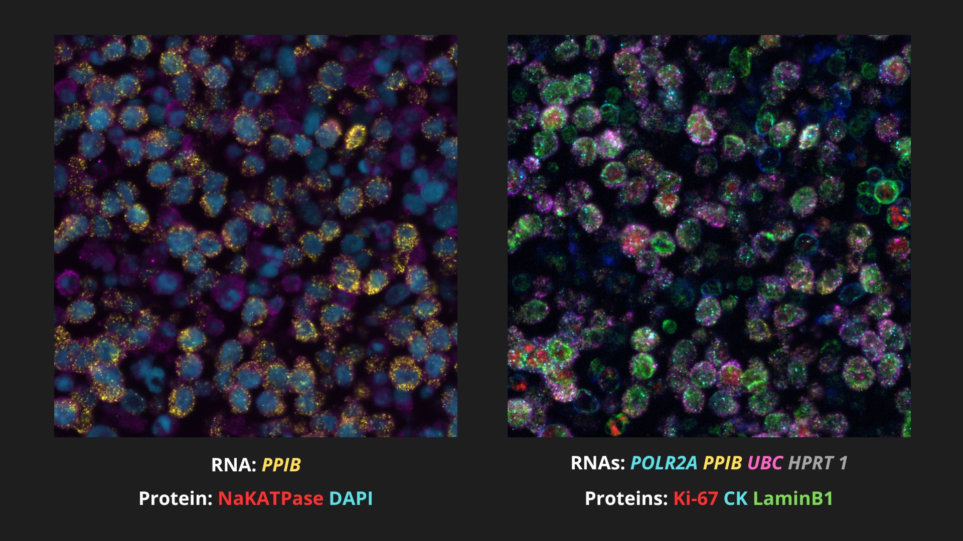 Getting Started with RNAscope™ Image Analysis in HALO® - Indica Labs