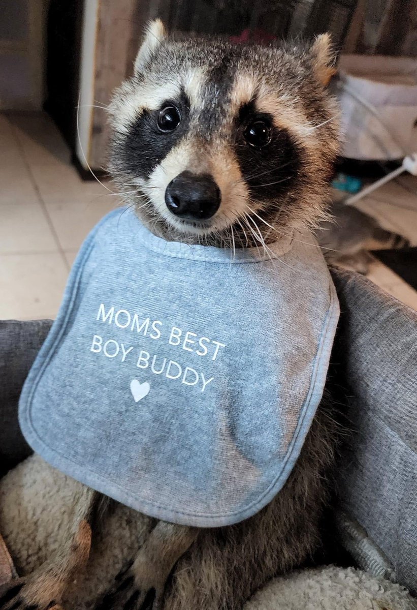 Raccoons Hourly (@raccoonhourly) on Twitter photo 