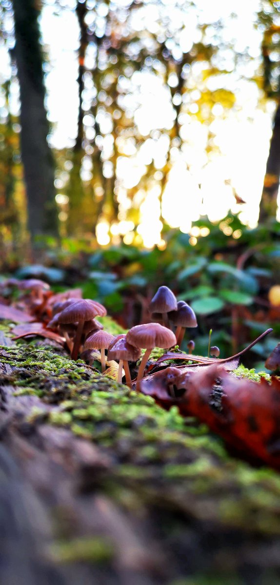 Dernier retour du concours photos lancé en juin dernier 📸

Cette semaine la catégorie est macro au bois des Rouchoux à Semblançay, on vous montre la photo qui remporte la premier prix de cette catégorie 👏

Nous avons reçu plusieurs photos, toutes si belles 🤗