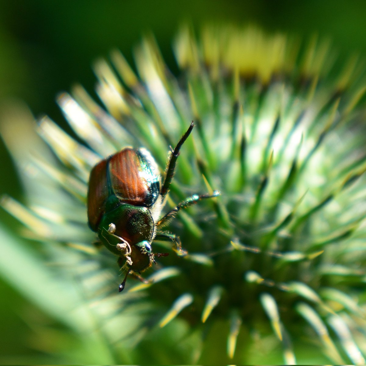 yanneyboy1's tweet photo. Japanese Beetle!  🔍👀

#japanesebeetle #insects_of_our_world #observingnature #appreciatingnature #mothernatureknowsbest https://t.co/X2airr9x0r