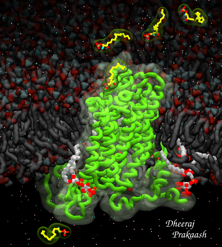 DJ_Biophys's tweet photo. It was a pleasure working closely with Haiping Tang @CVR_Research to show that #PIP2 #lipids regulate S1P transport by SPNS2. Thanks to @ProfSyK @ConradoPedebos for the support on the #MD #simulations
My #VMD #sciart attempts to encapsulate our work (SPNS2🟢 S1P🟡 PIP2⚪️) https://t.co/jX1GmJLotY