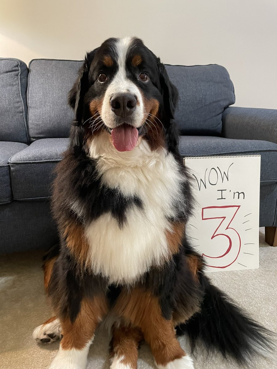 SheriBlossom2's tweet photo. The center of my universe is three years old today! Happy Birthday to Dixie, who has my 💝! https://t.co/TvkCahoPQn