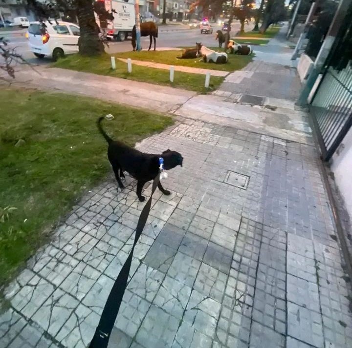 cielitooss's tweet photo. Para mí los perros son más pequeños, pero como no soy idónea en perros, mejor no opino 🤐😂 https://t.co/ne4Gjt3olz