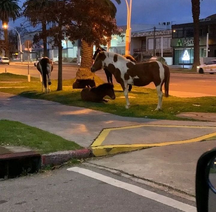 cielitooss's tweet photo. Para mí los perros son más pequeños, pero como no soy idónea en perros, mejor no opino 🤐😂 https://t.co/ne4Gjt3olz