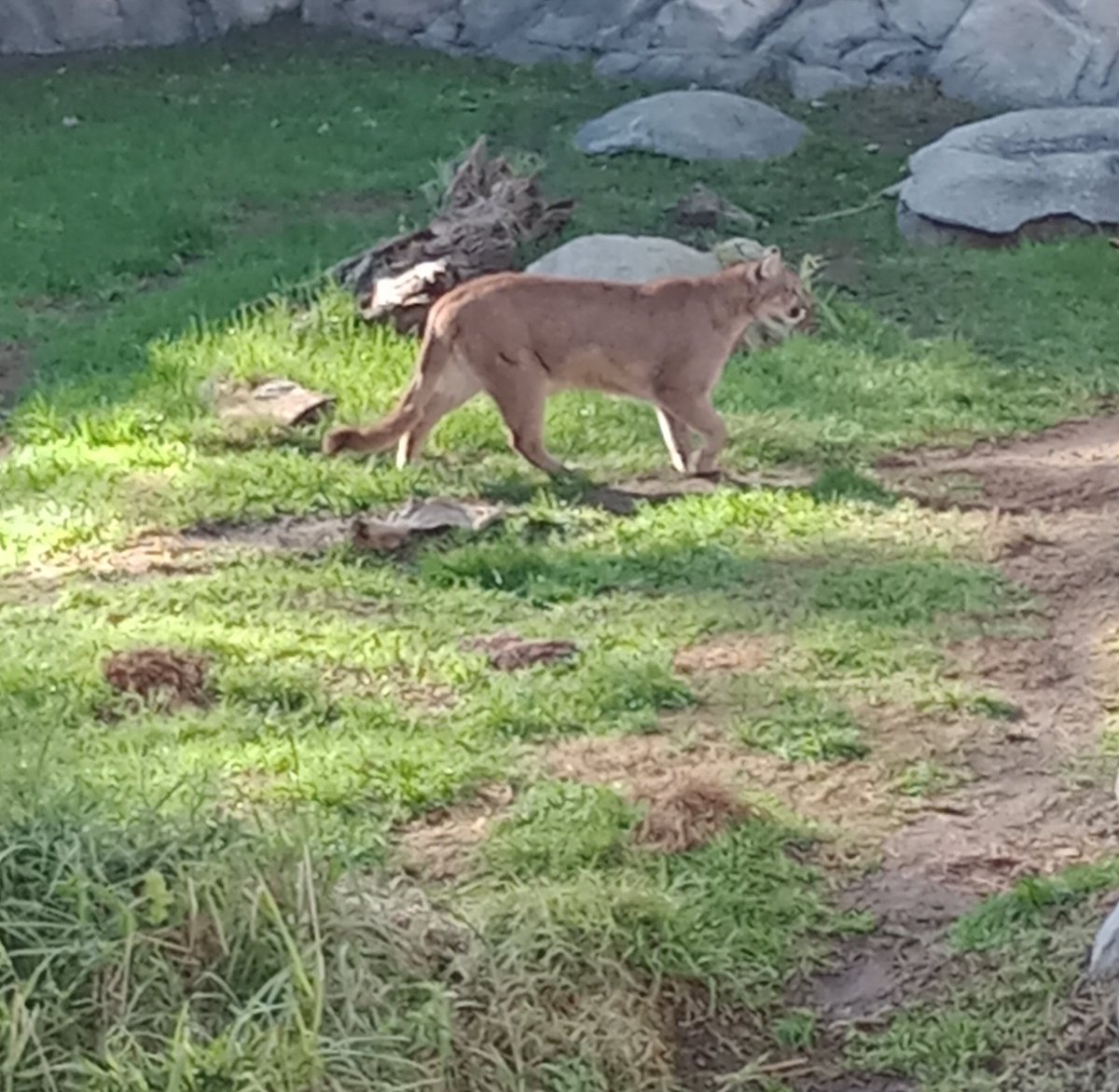 0800Cj's tweet photo. Acabo de ver un puma de cerca, lo siento muchachos, perdí todas las esperanzas, es imposible ganarles en un duelo. https://t.co/K97MVprukM