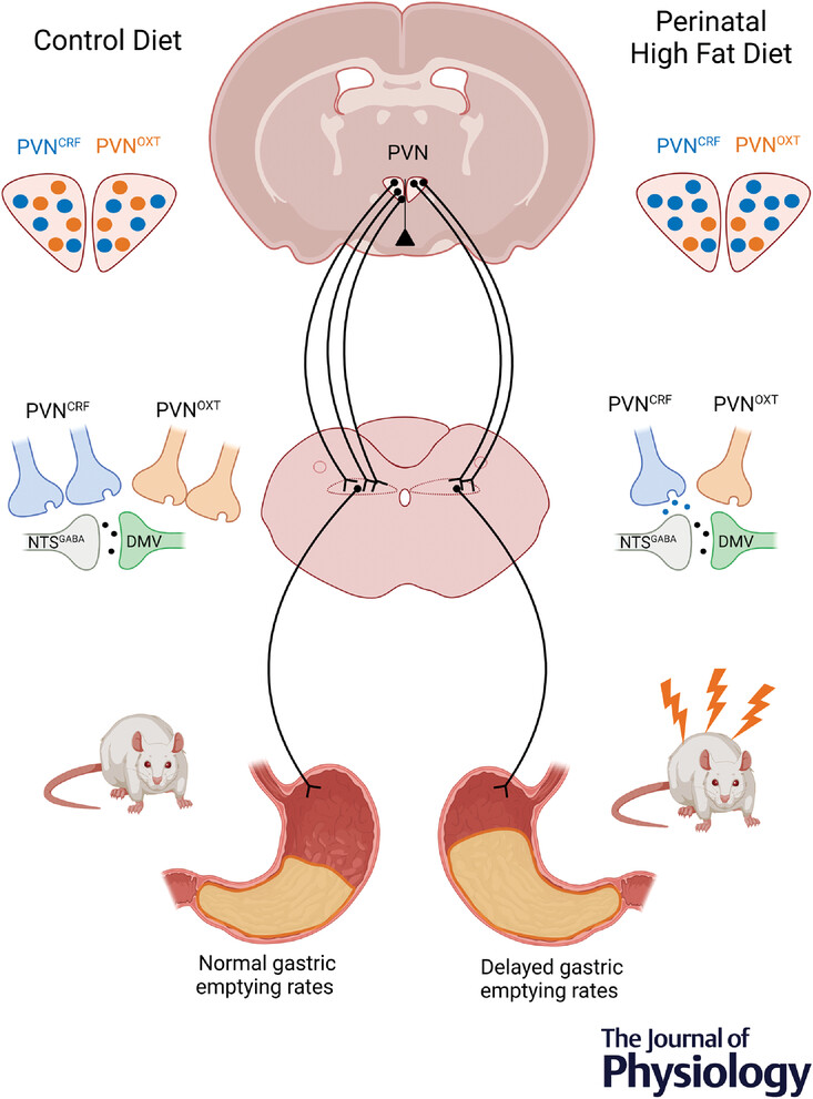 JPhysiol's tweet photo. @KaitlinECarson, Browning, Travagli (@PennStHershey) Alvarez (@barretthonors) and Mackley (Schreyer Honors College, @penn_state) show how perinatal high-fat diet exposure alters oxytocin and corticotropin releasing factor inputs!
📜https://t.co/nIQcIg4in3 https://t.co/mWJcfS0x9E