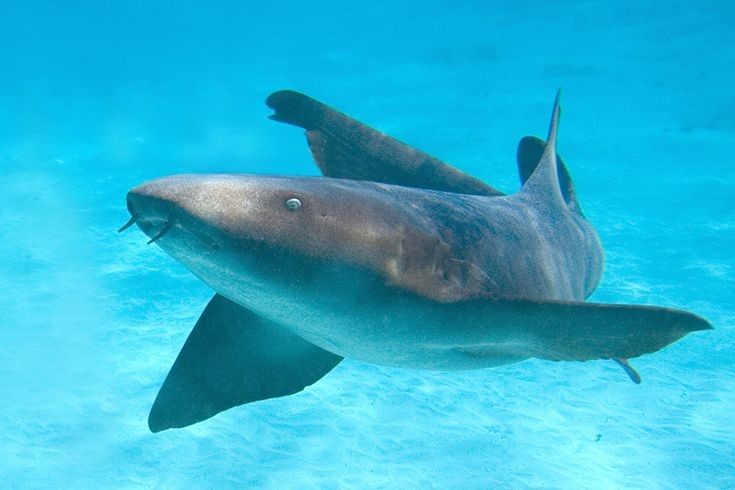marinecuties's tweet photo. ˚୨୧⋆｡˚ Nurse shark !! https://t.co/l0pesykDHr