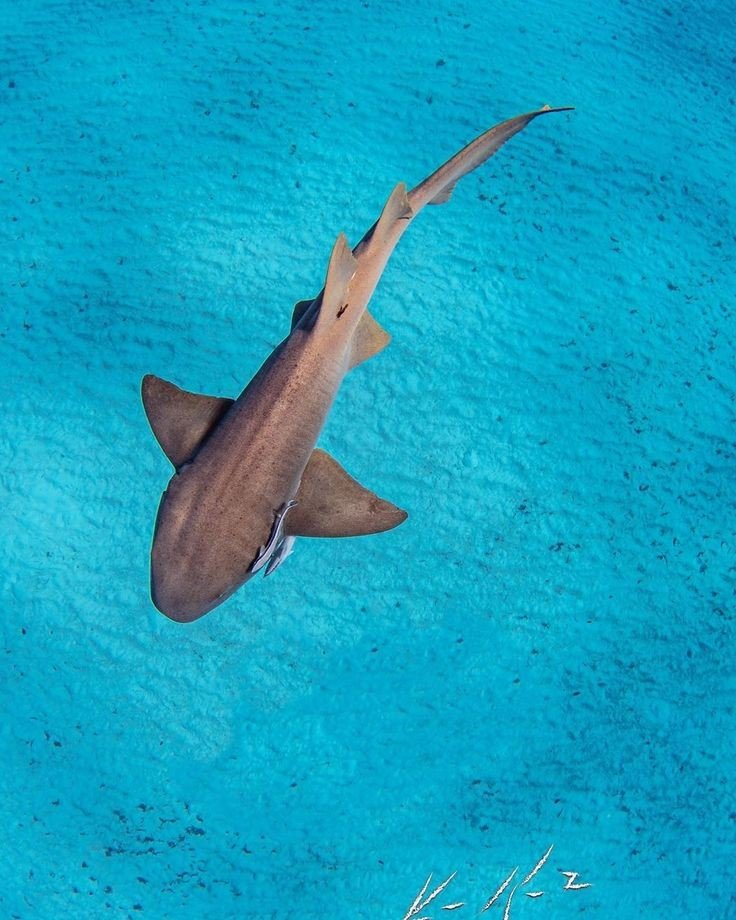 marinecuties's tweet photo. ˚୨୧⋆｡˚ Nurse shark !! https://t.co/l0pesykDHr