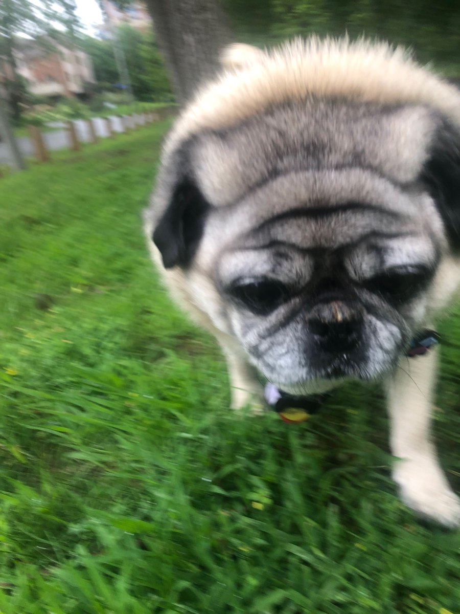 JudyDudley's tweet image. My beautiful old pug.  He only walks about 1/2 block, is partially blind, but he is my #lovepug  #pugsofinstagram