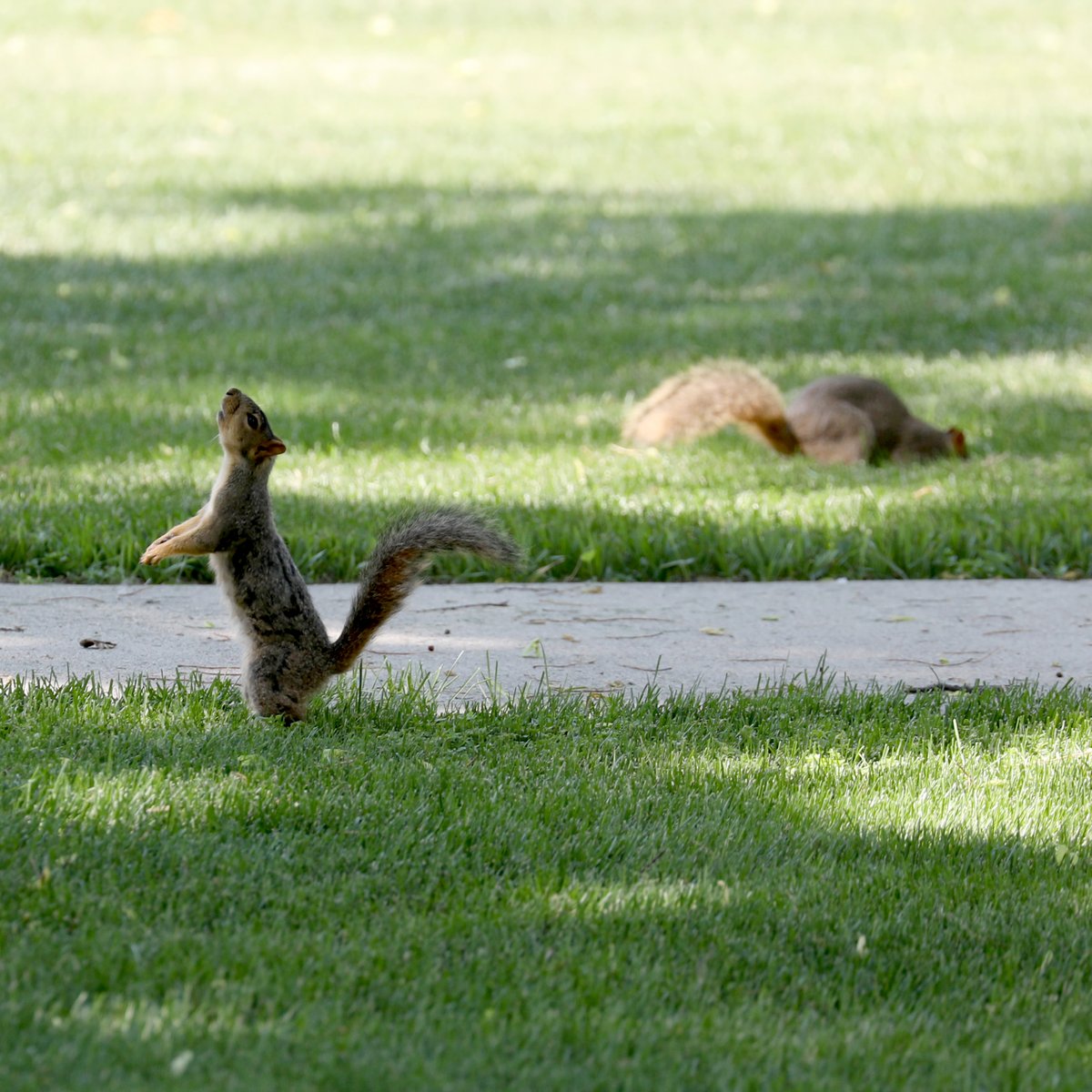 Northern State University tweet media