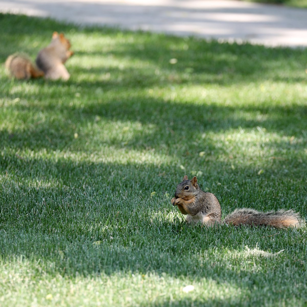 Northern State University tweet media