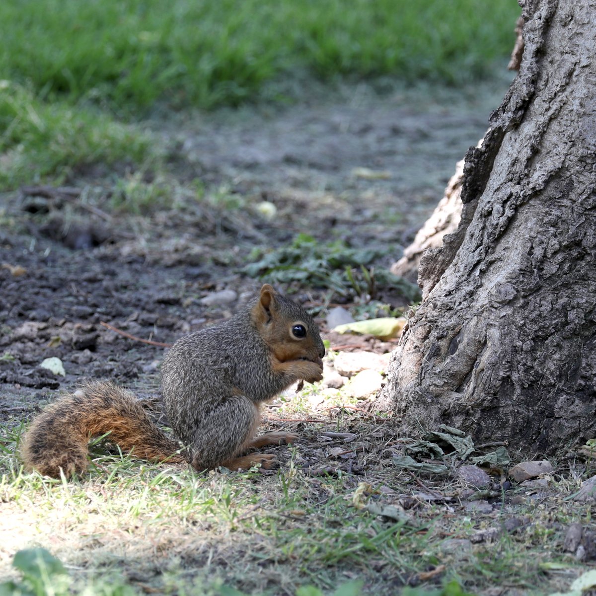 Northern State University tweet media