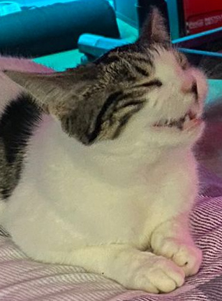 kat_gaff's tweet photo. @TheHardyBoyCats You are in the dictionary under....
"Fine Feline Fellow"
#BadCatsOfTwitter #CatsOfTwitter https://t.co/OGHGeR4oJE