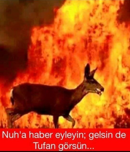 Börtü böceğiyle, ağacıyla kuşuyla, bir dünya yanıyor
#CudiYanıyorSesVer
