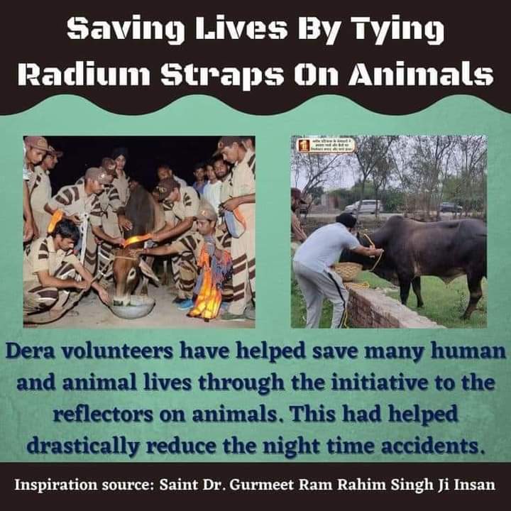 It is true humanity to see animals in suffering condition and help them.  Inspired by Saint Dr Gurmeet Ram Rahim Singh Ji Insan, the followers of Dera Sacha Sauda provide shelter, food and medicine to animals.
#AnimalWelfare
#AnimalAid
#KindToAnimals
#CareForAnimals