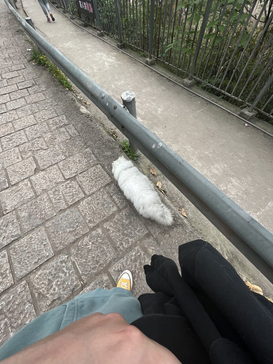 VxlUm's tweet photo. 在外发现遛街的小猫 https://t.co/pCfM84xxwM