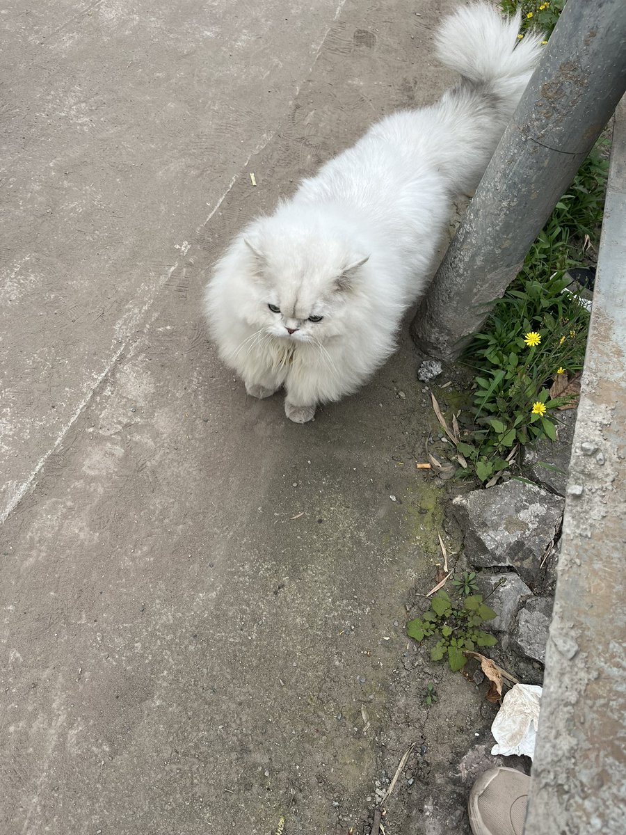 VxlUm's tweet photo. 在外发现遛街的小猫 https://t.co/pCfM84xxwM