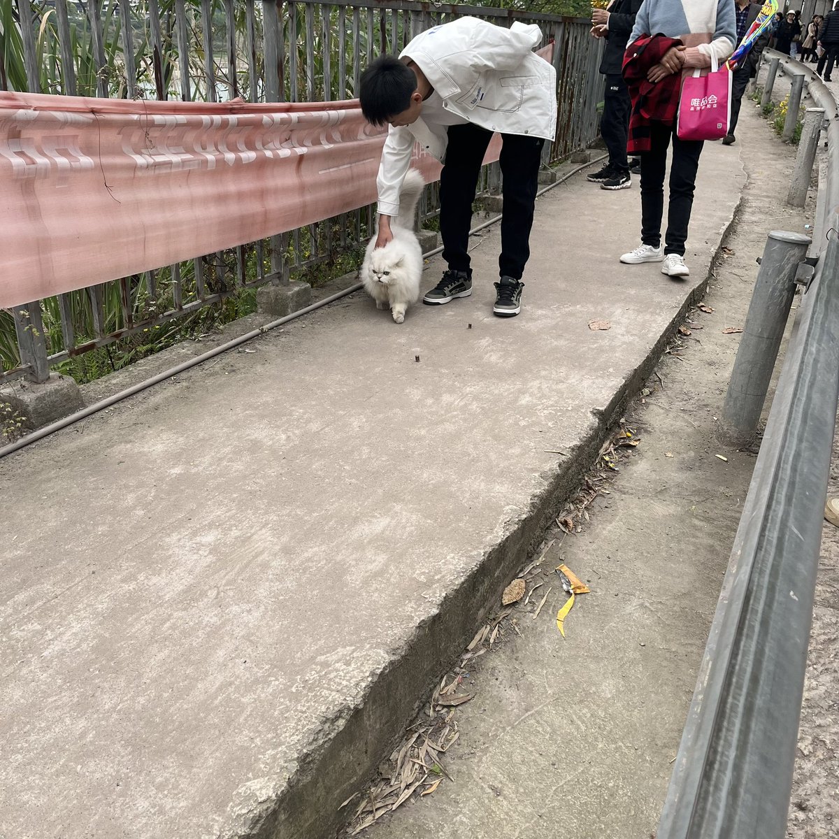 VxlUm's tweet photo. 在外发现遛街的小猫 https://t.co/pCfM84xxwM