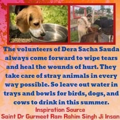 Animals are also an important part of our earth, with the inspiration of Saint  Gurmeet Ram Rahim Singh Ji Insan, on behalf of the followers of Dera Sacha Sauda, ​​while fulfilling their duty, they take care of the animals
#AnimalWelfare
#AnimalAid
#KindToAnimals
#CareForAnimals