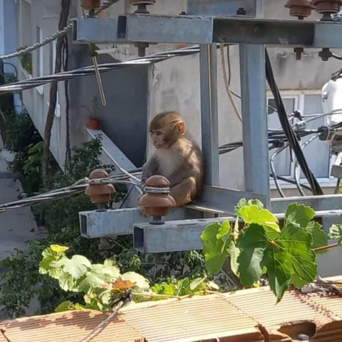 pusholder's tweet photo. Bursa'da bir evin mutfağına giren maymun yakalandı. https://t.co/2Lohr6SKeD
