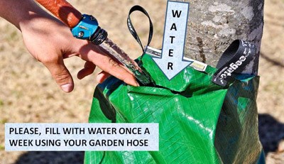 ArlingtonHtsGov's tweet photo. As heat continues to impact the area, Public Works is asking residents with a gator bag attached to their parkway trees to make sure that they are full of water.  Check out watering tips from the Morton Arboretum https://t.co/KcwdTW6cxh https://t.co/KAtrF0dS2H