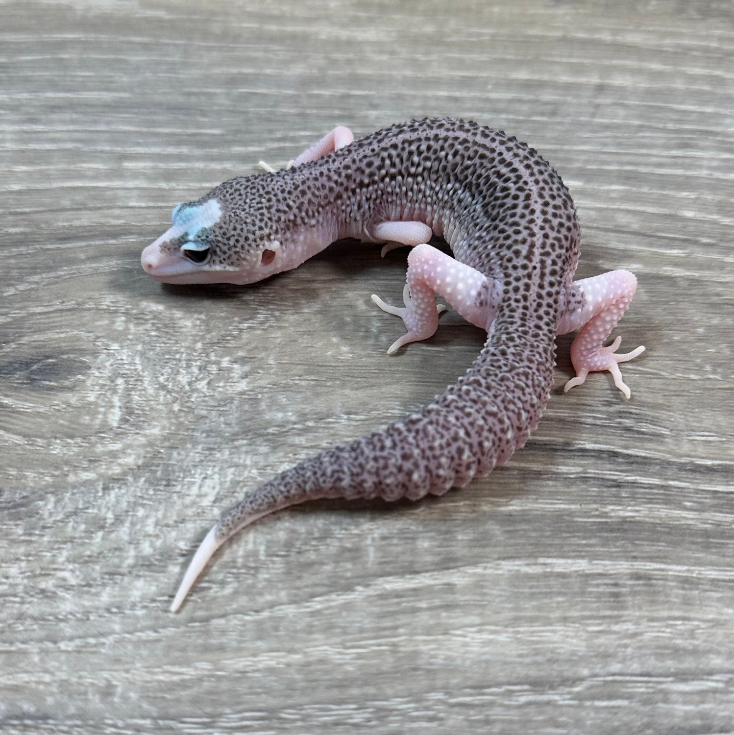MorphMarket on X Super Snow Eclipse Leopard Gecko by Red Rock Gecko s https t MkGYp0VONV https t SmfHMXnVcZ X