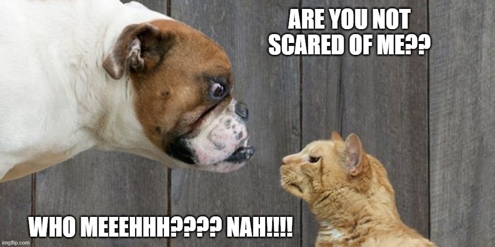 jimsanity888's tweet photo. #catecoin #catpay #catevsdoge #nextpepe https://t.co/gYQtCZDpur