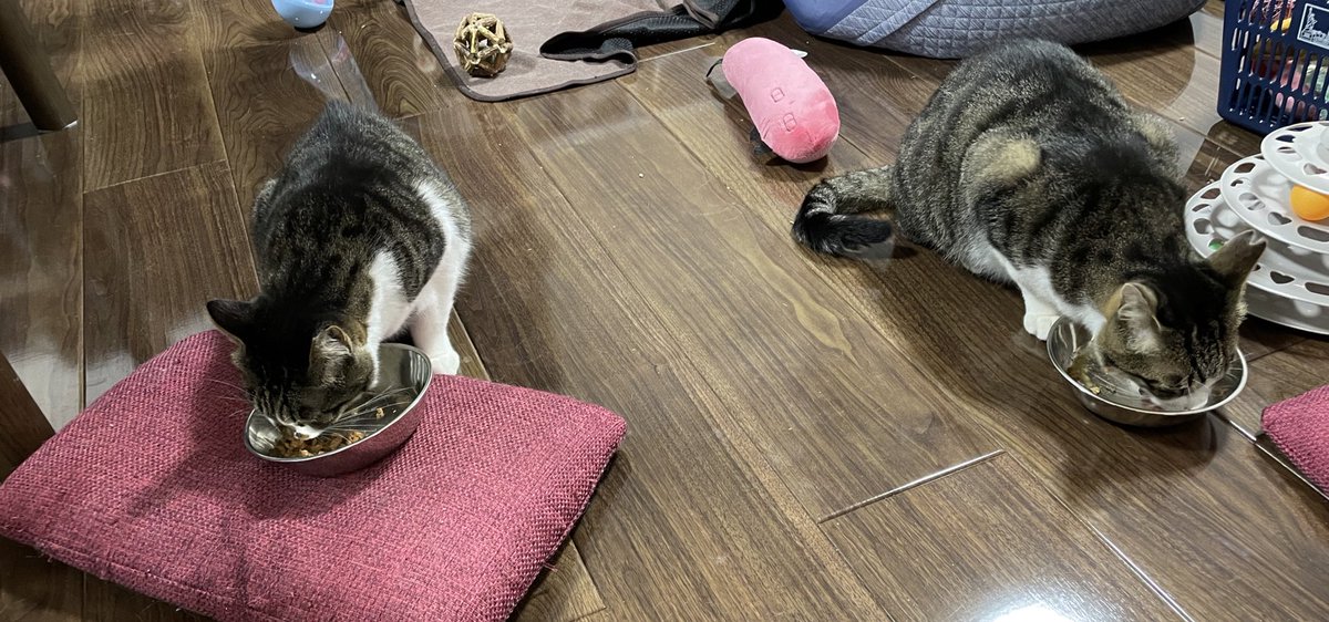 今日は煮干しをトッピング✨
久しぶりの投稿ですが、相変わらず元気に過ごしております...
猫奴隷2人とも帰宅時間が遅い時期な為いつもの時間に自動給餌器→奴隷帰宅後にウェットの生活に....
すまない...😭
文句言わずにご飯食べてくれてありがとうね...😭元気に生きててくれてありがとう...😭😭