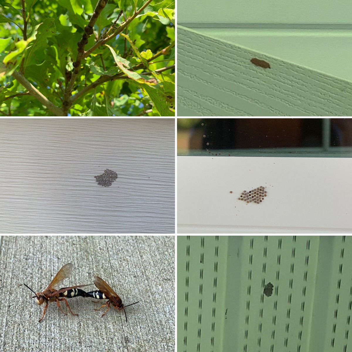 BugDoc_'s tweet image. Closing on our new house today between Clemson and Greenville, SC You can see what grabbed my attention. By the way #fallarmyworms are here if you didn’t know 😬