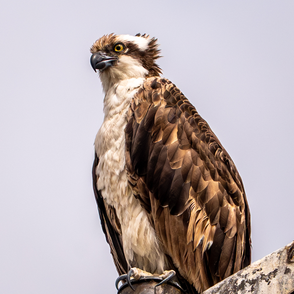 Did you know that Osprey don't need to drink water? Their fishy diet generally supplies all of the hydration they need! They can also be found on every continent, except Antarctica!