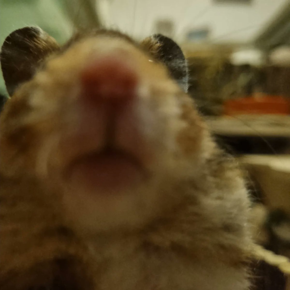 briony turner tweet media