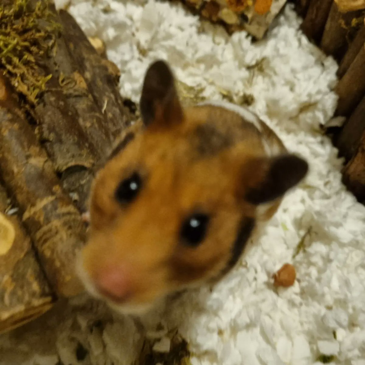 briony turner tweet media