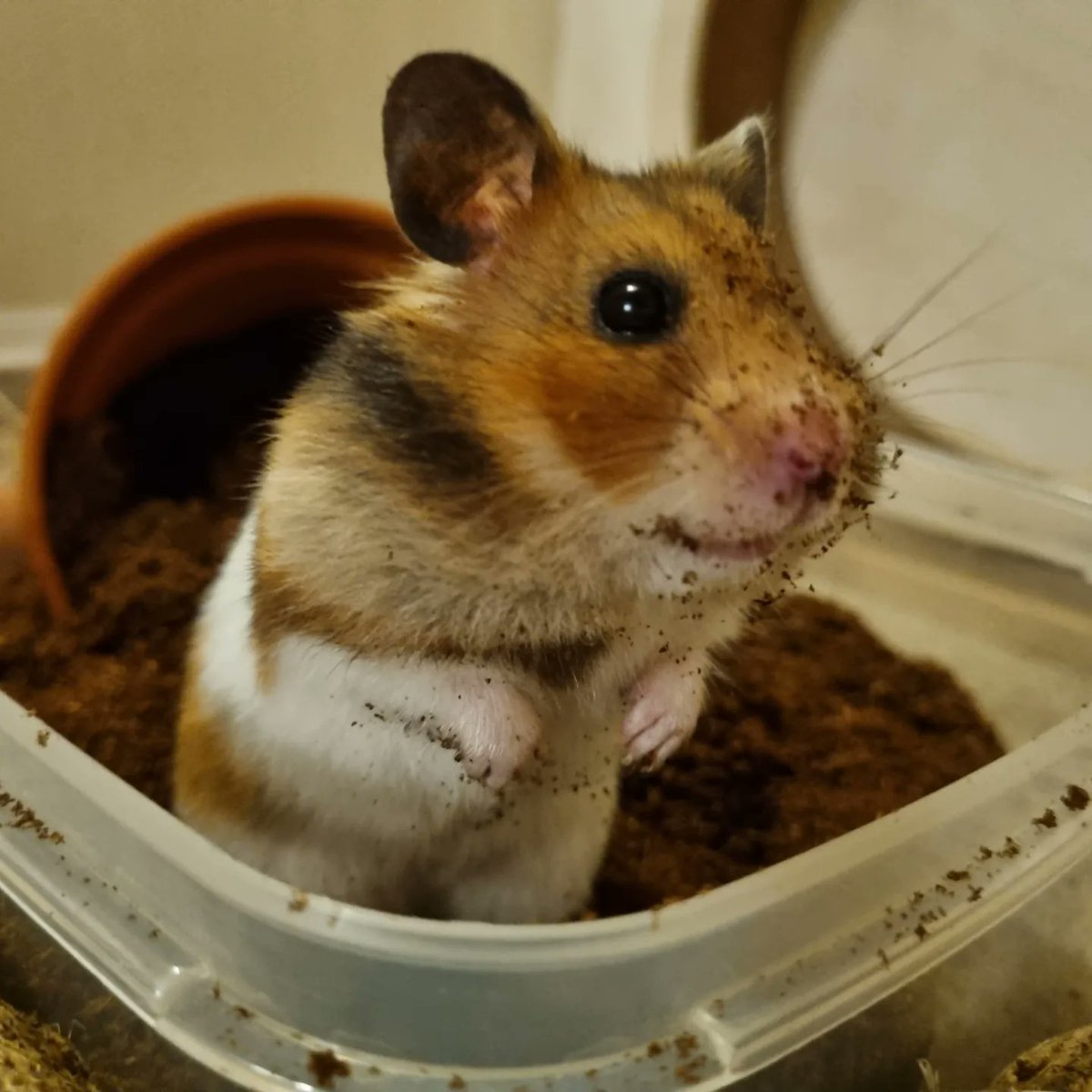 briony turner tweet media