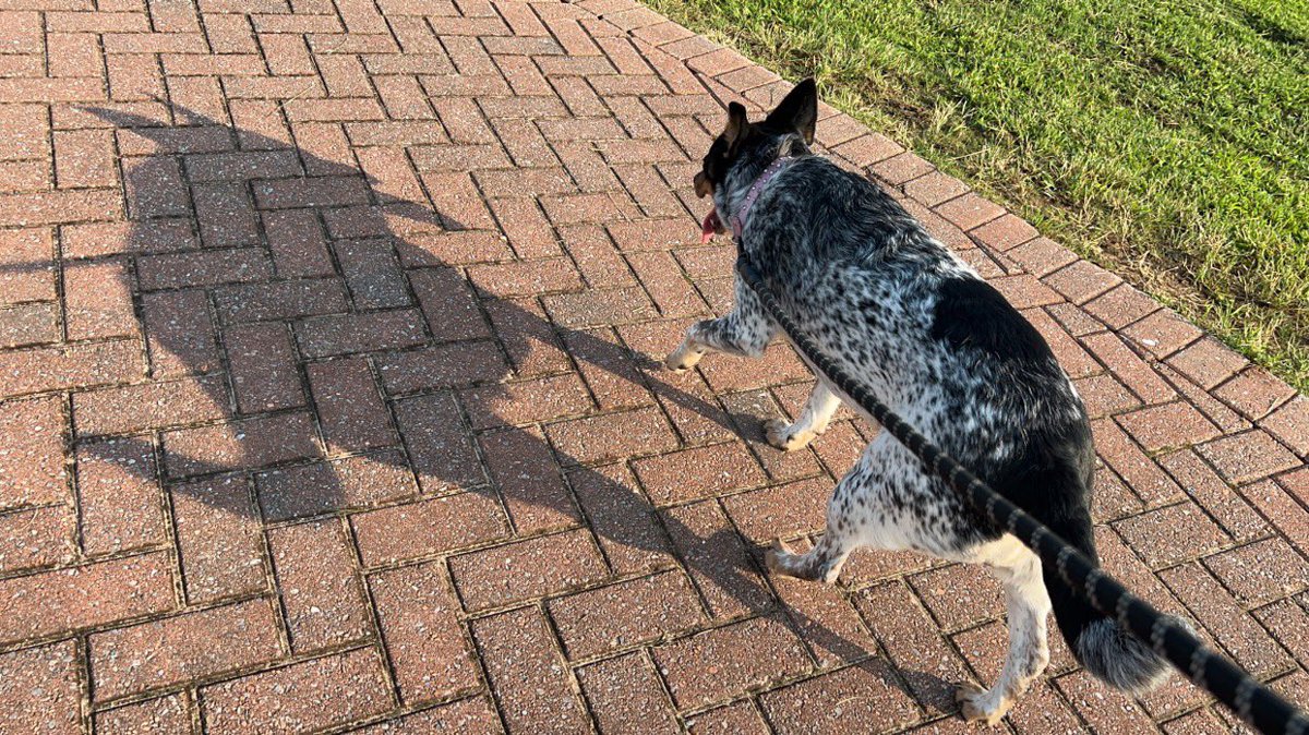 SusanChrist87's tweet photo. Her personality is as big as her shadow 🥰 https://t.co/NH3ymdUyXU