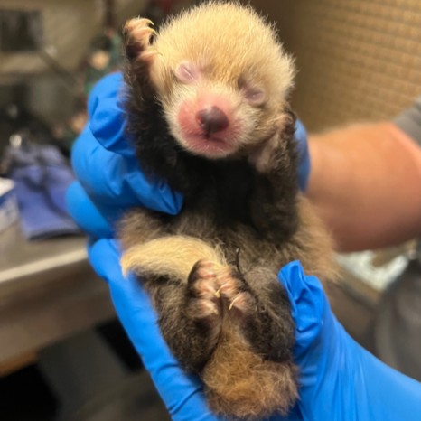okczoo's tweet photo. Say hello to the newest member of the OKC Zoo animal family - a healthy male red panda cub! The cub was born on July 20, at the Zoo’s red panda habitat in Sanctuary Asia to first-time mom, Khyana, 4, and father, Benjamin, 8. 
Full story at https://t.co/ZHngJj1i4o
📷 Dr Jennifer D https://t.co/Vlgiyuj9Wp