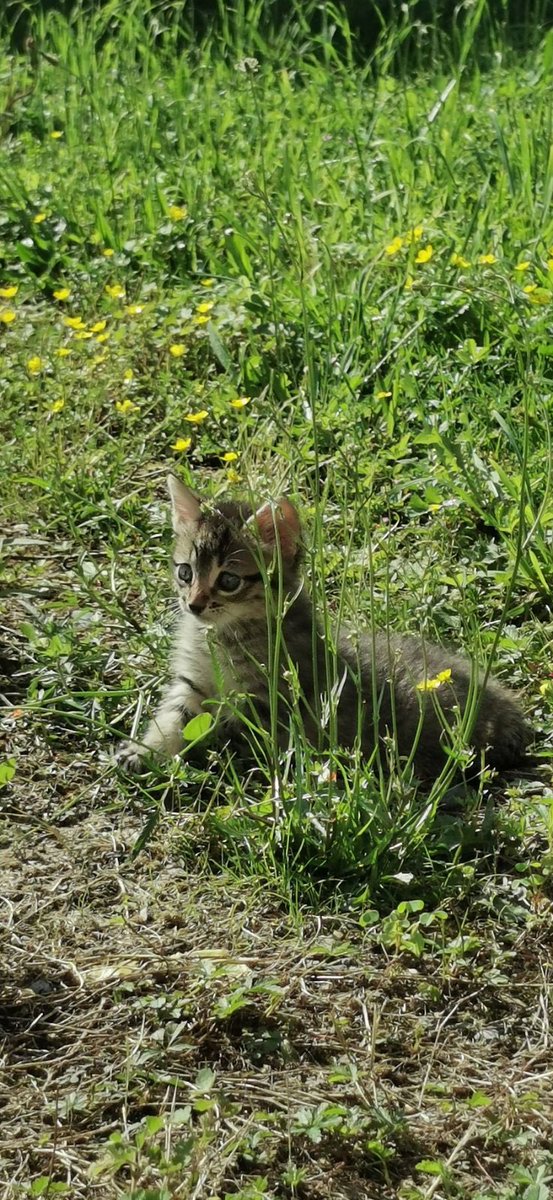 Tomorrow she’ll be home !! Introduce to you Mademoiselle Vesper !!